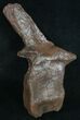 Very Rare Stegosaurus Vertebra - Wyoming #10069-5